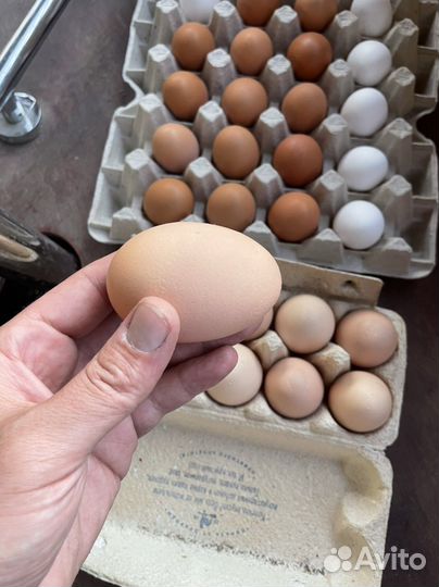 Домашние куриные яйца