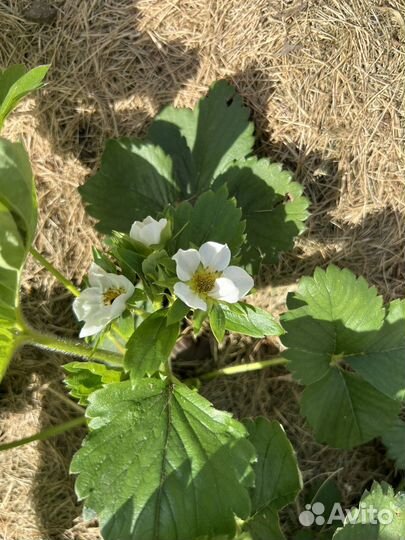 Рассада клубники