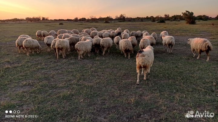 Курдючные бараны овцы