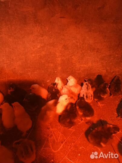 Цыплята от домашних кур. Возраст 5 суток