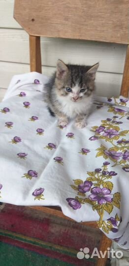 Отдам котёнка в добрые руки