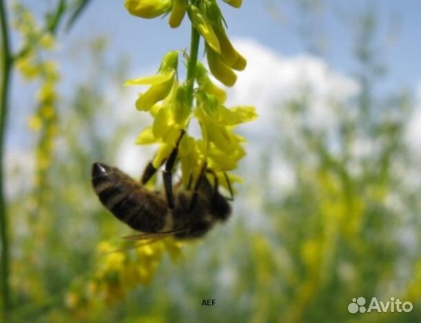 Мёд 2024 года Алтайский опт