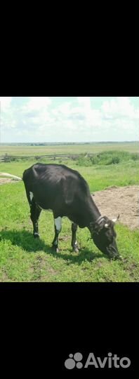 Коровы и первотелки дойные молочные