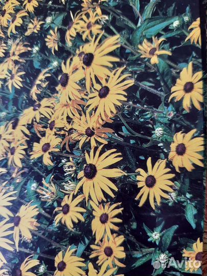 Рудбекия,многолетник