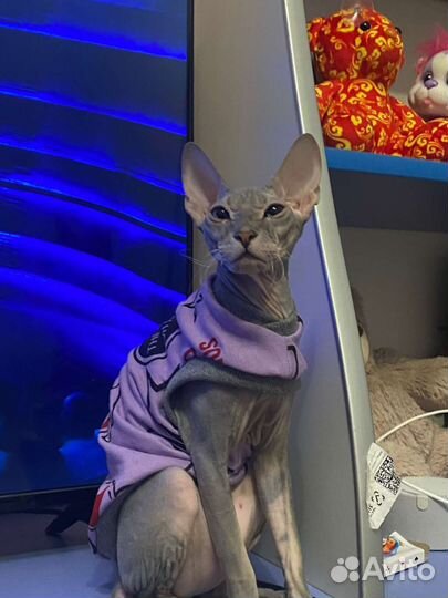 Кошка сфинкс