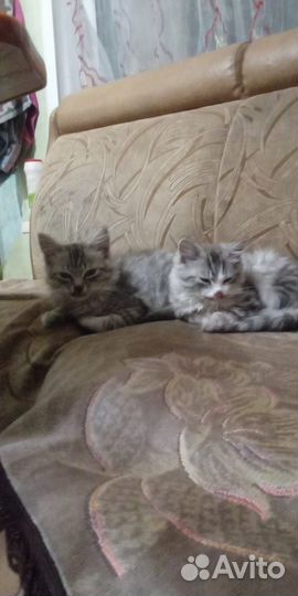 Шотландская