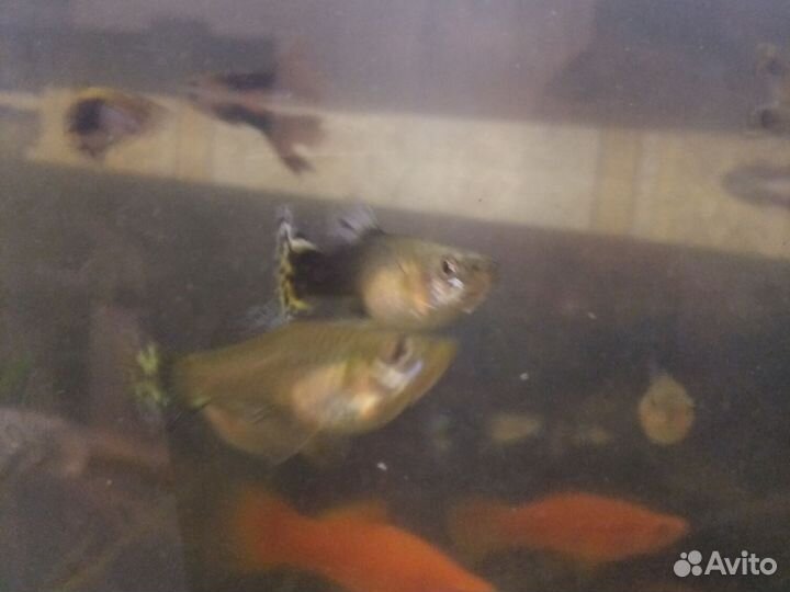 Мальки гуппи