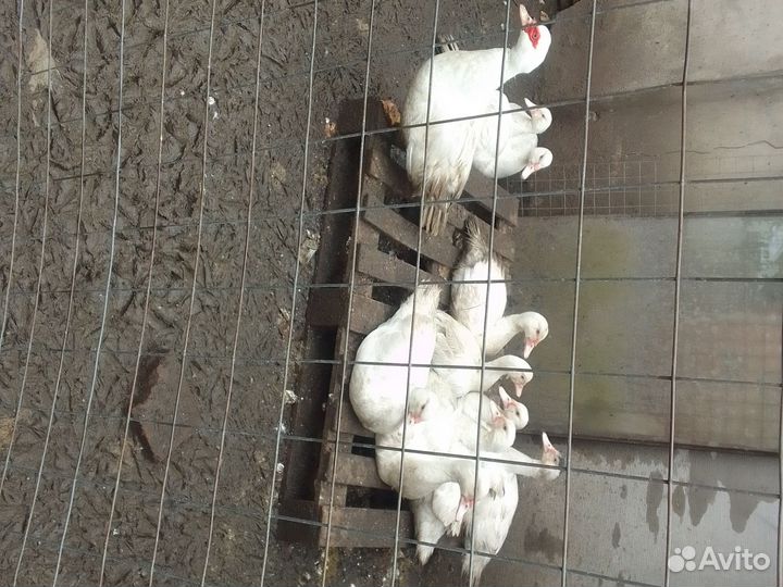 Семья мускусных уток 4+1