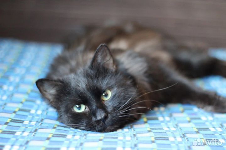 Кошка в дар