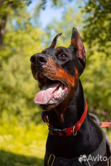 Зеркальный фотоаппарат canon 60d