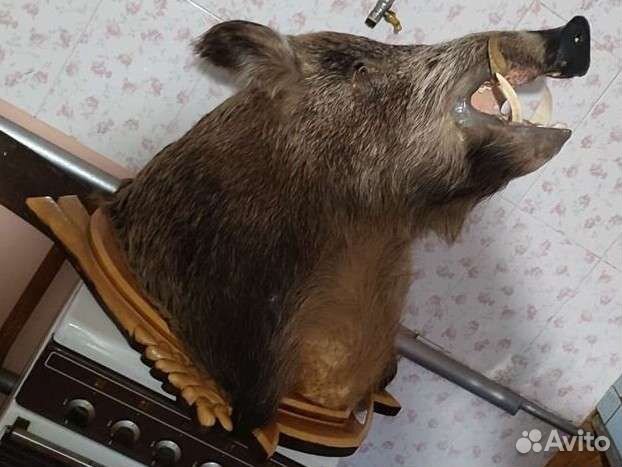 Чучело головы кабана