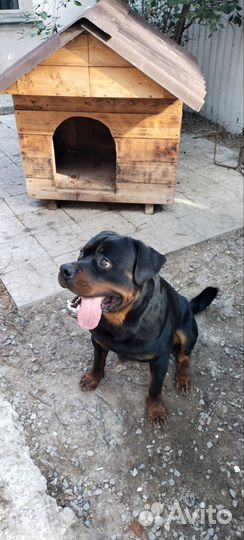 Вязка ротвейлера