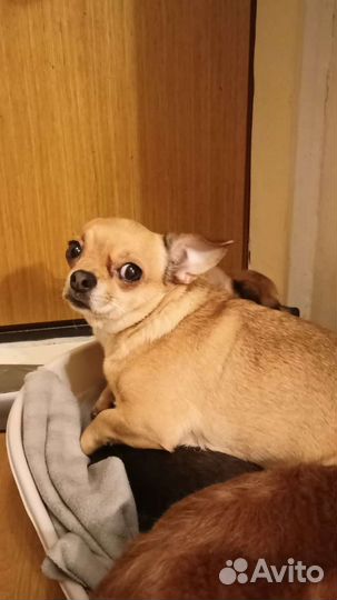 Девочка ищет дом