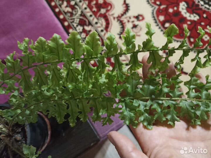 Папоротник нефролепис ажурный