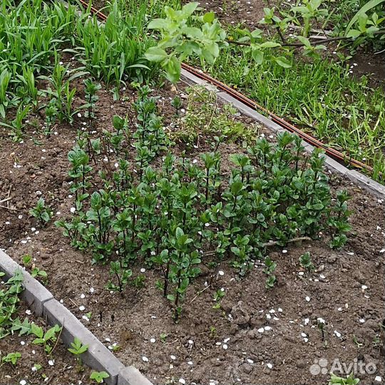 Мята перечная