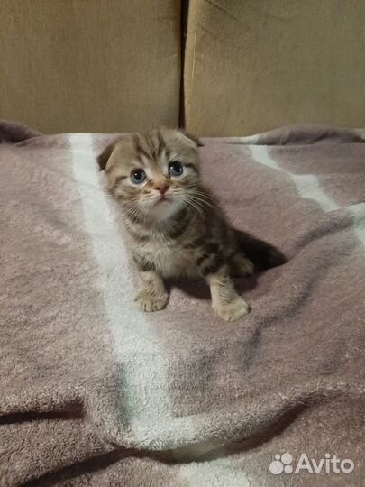 Котята от шотландской кошечки