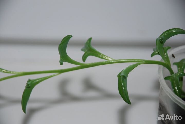 Комнатные растения: Крестовники