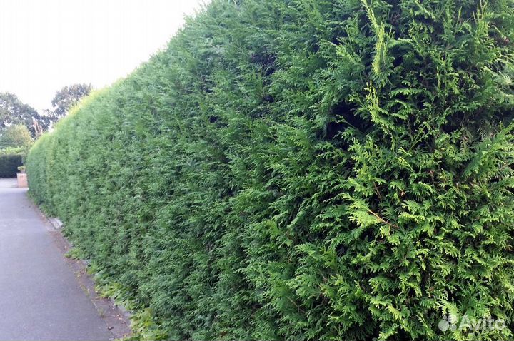 Туи для изгороди