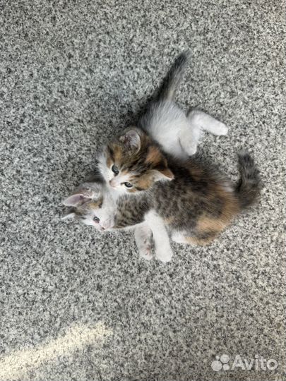 Котик в добрые руки
