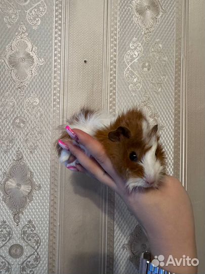 Морская свинка розетка