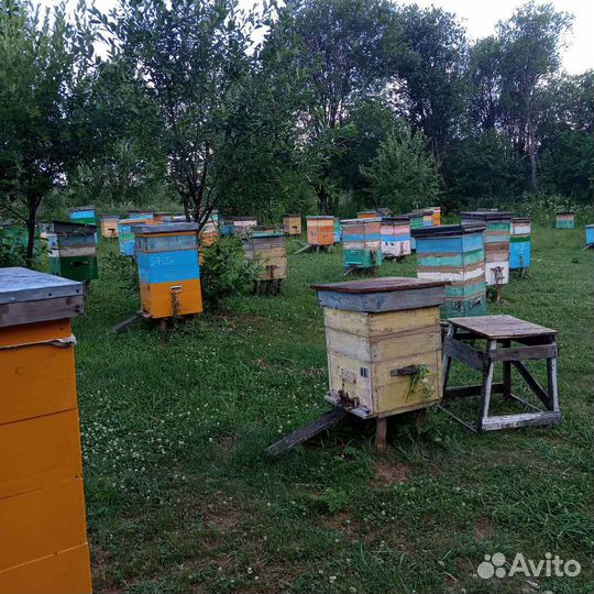 Мёд таёжное разнотравье