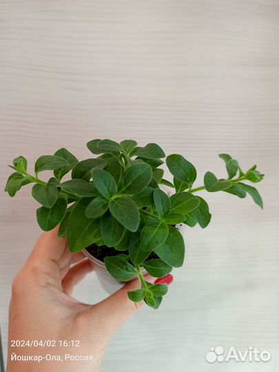 Петуния ампельная, каскадная