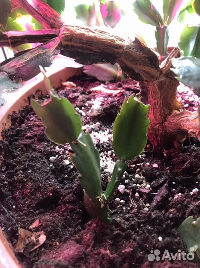 Детки белого декабриста, фиалки, алое вера и др