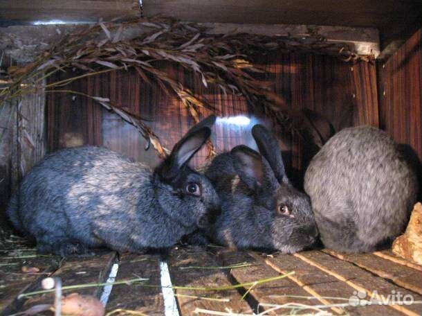 Кролики Полтавское серебро