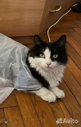 Найти кошку