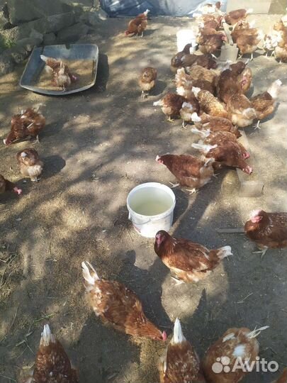 Куры несушки Ломан браун