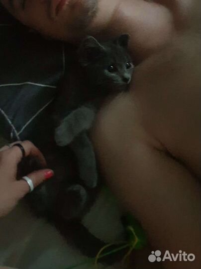 Котенок в добрые руки девочка