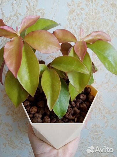 Кактус листовой Перексия