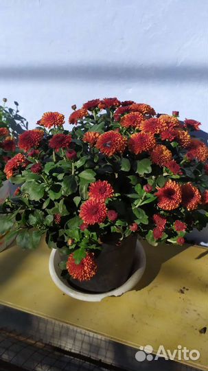 Хризантема мультифлора