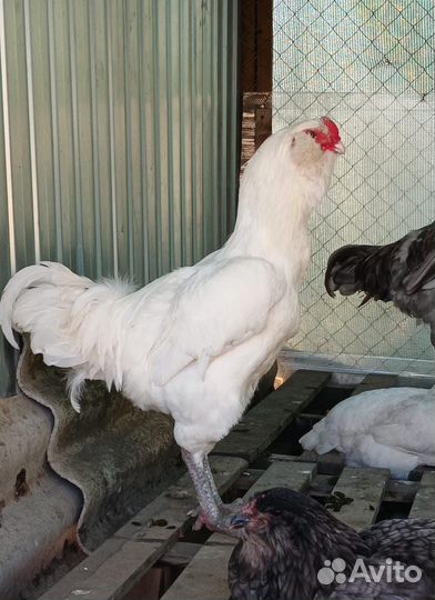 Гергебильский петух