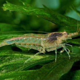 Neocaridina Heteropoda дикий окрас