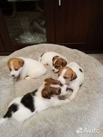 Джек Рассел терьер