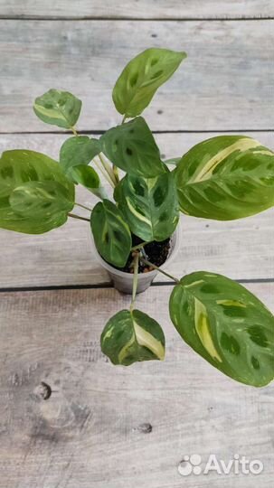 Маранта бьюти ким