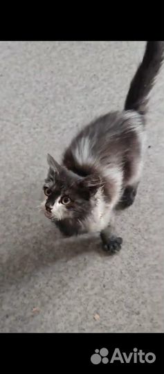 Котёнок в добрые ручки