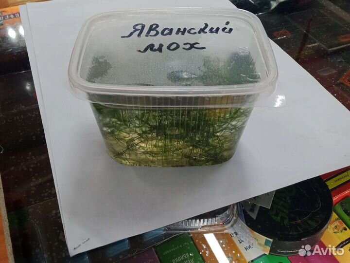 Яванский мох