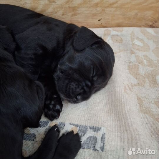 Щенки спаниеля