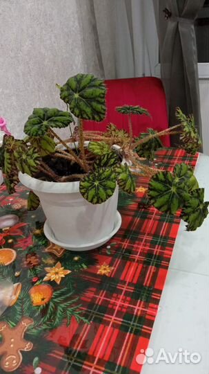 Бегония комнатное растение с горшком