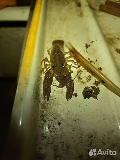 Мраморные раки