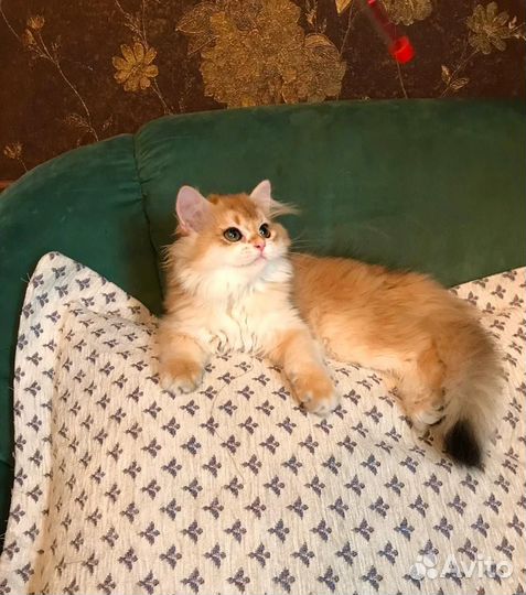 Британский мальчик