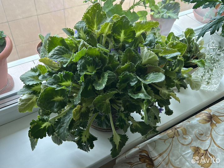 Комнатные цветы