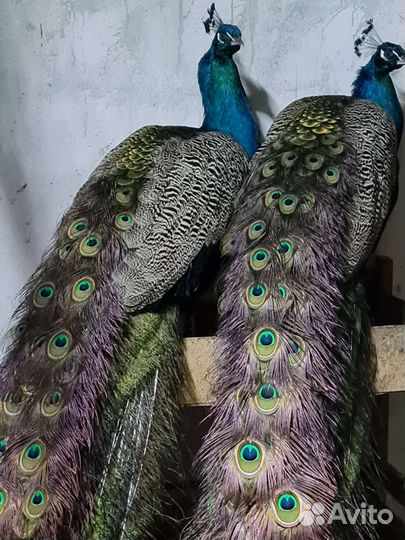 Инкубационное яйцо индийского павлина