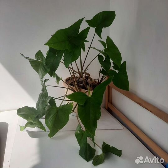 Растение Сингониум