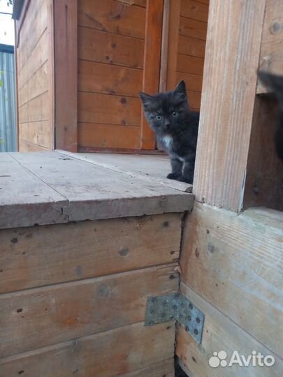Котенок