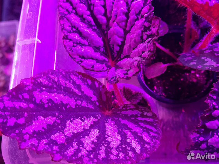 Бегония Полярная ночь