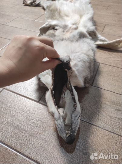 Шкура волка