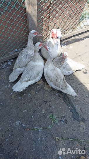 Мускусные утки